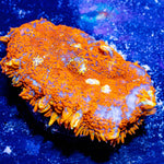 Orange Rhodactis Mushroom - riptide aquaculture llc