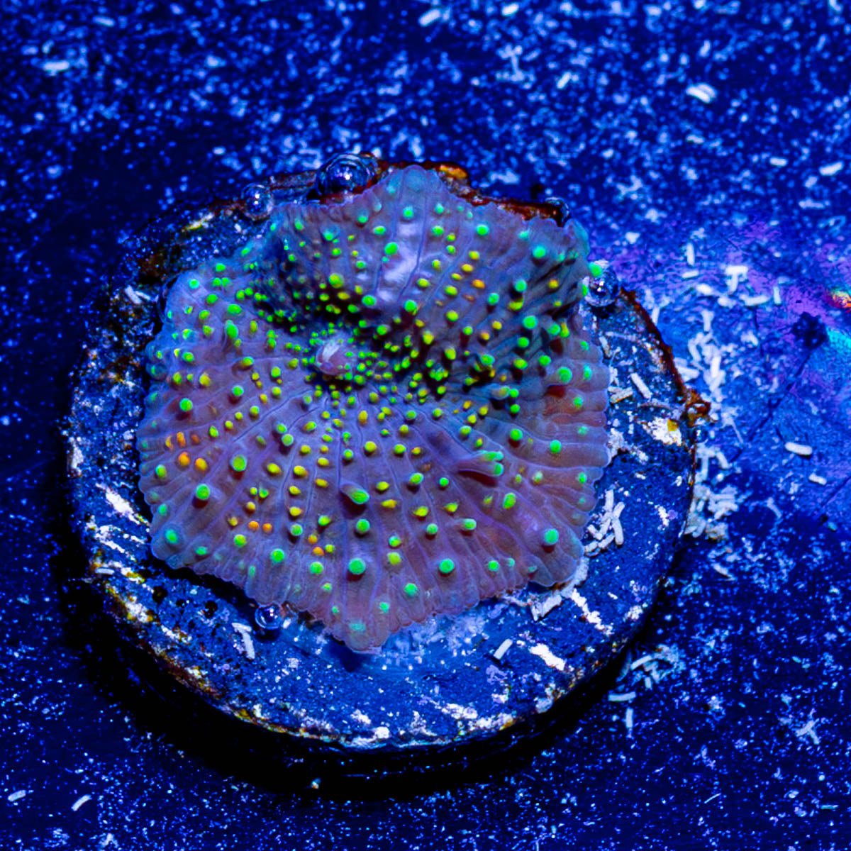 Rainbow Interstellar Mushroom - riptide aquaculture llc