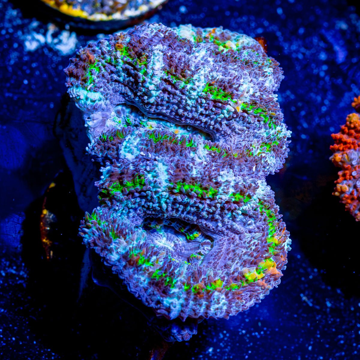 Green - Acan / Micromussa - riptide aquaculture llc