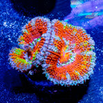 Rainbow - Acan / Micromussa - riptide aquaculture llc