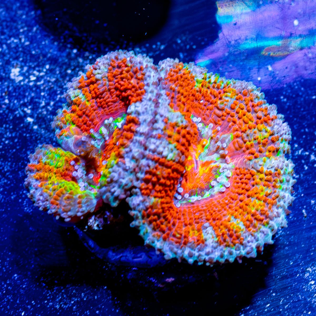 Rainbow - Acan / Micromussa - riptide aquaculture llc