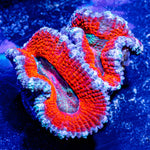 Red Acan / Micromussa - riptide aquaculture llc