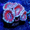 Red Acan / Micromussa - riptide aquaculture llc