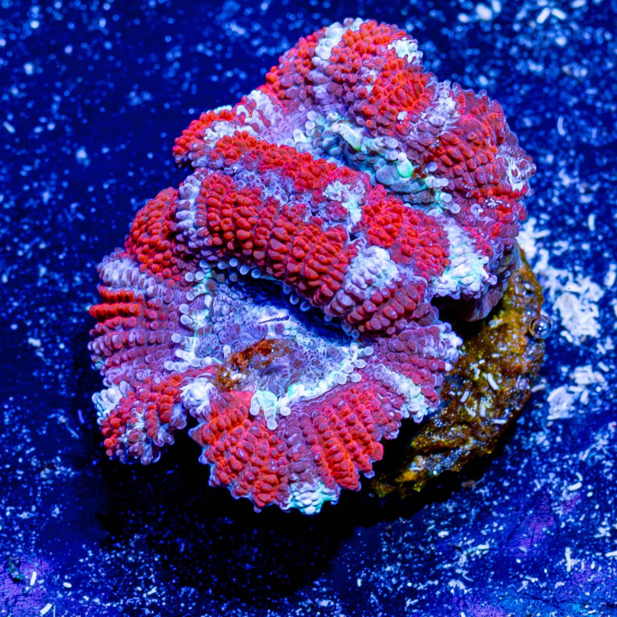 Red Acan / Micromussa - riptide aquaculture llc