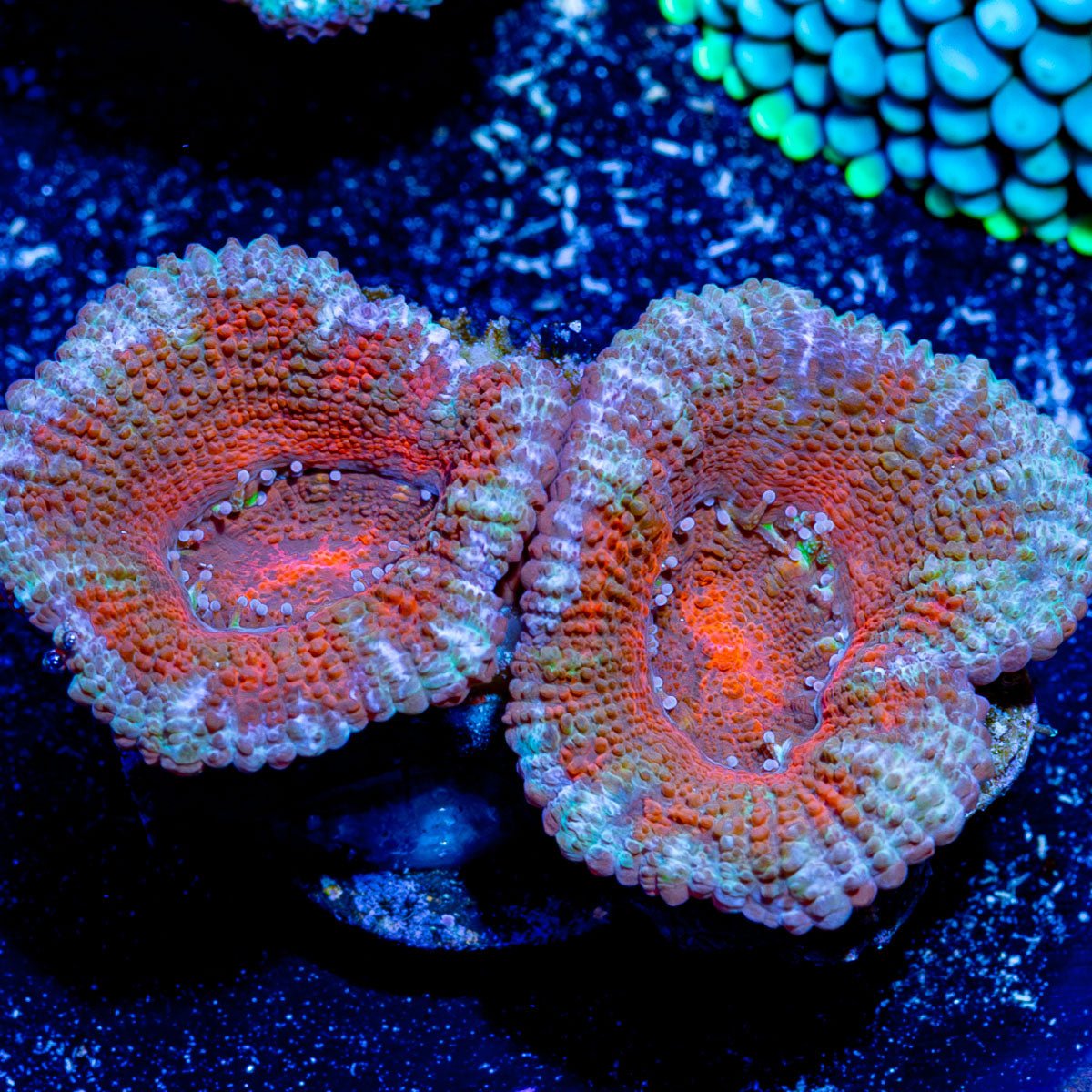 Red Acan / Micromussa - riptide aquaculture llc