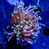 Ny Knicks Torch - riptide aquaculture llc