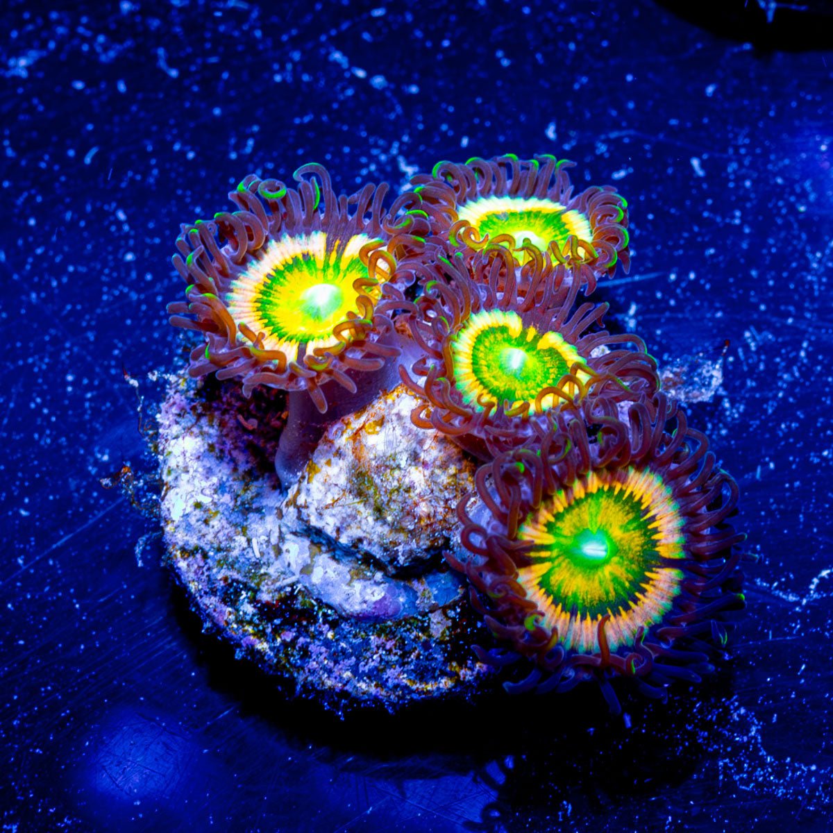 Citurs Coolers Zoanthid - riptide aquaculture llc