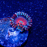 White Zombie Zoanthid - riptide aquaculture llc