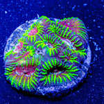 Hypnotic Favia - riptide aquaculture llc