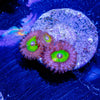 Chucky's Bride Zoanthid - riptide aquaculture llc