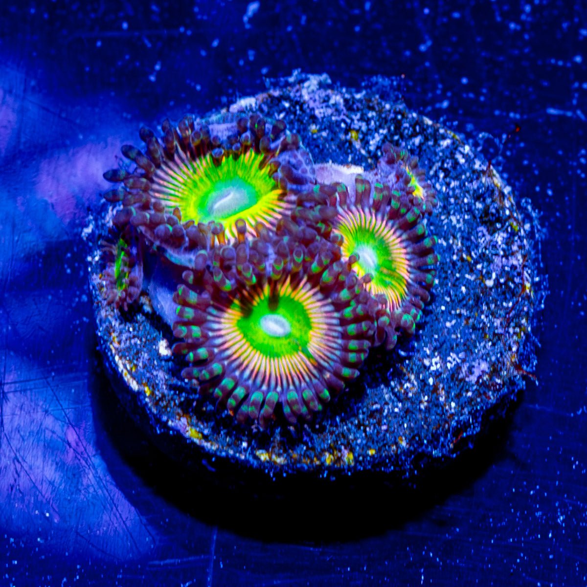 Twisted Peach Zoanthid - riptide aquaculture llc