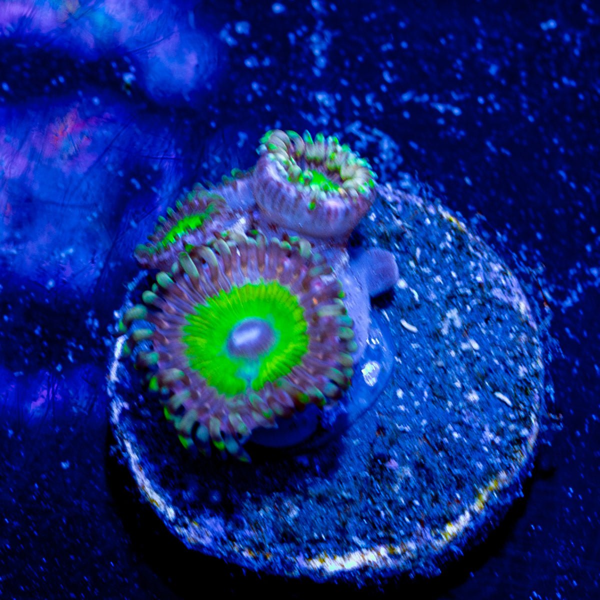 Candy Apple Green Zoanthid - riptide aquaculture llc