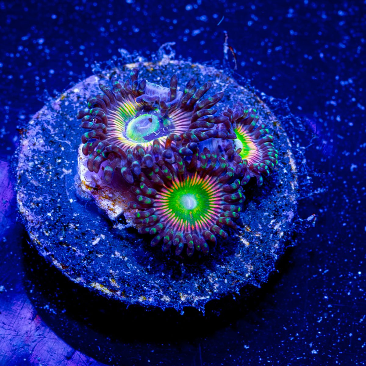 Twisted Peach Zoanthid - riptide aquaculture llc