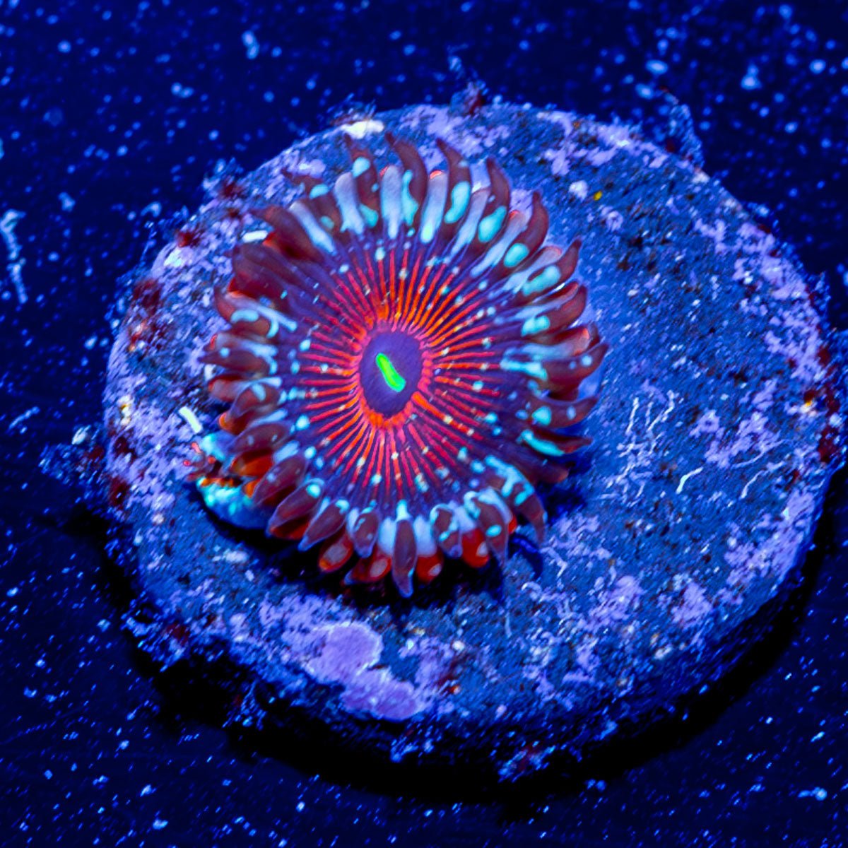 White Zombie Zoanthid - riptide aquaculture llc