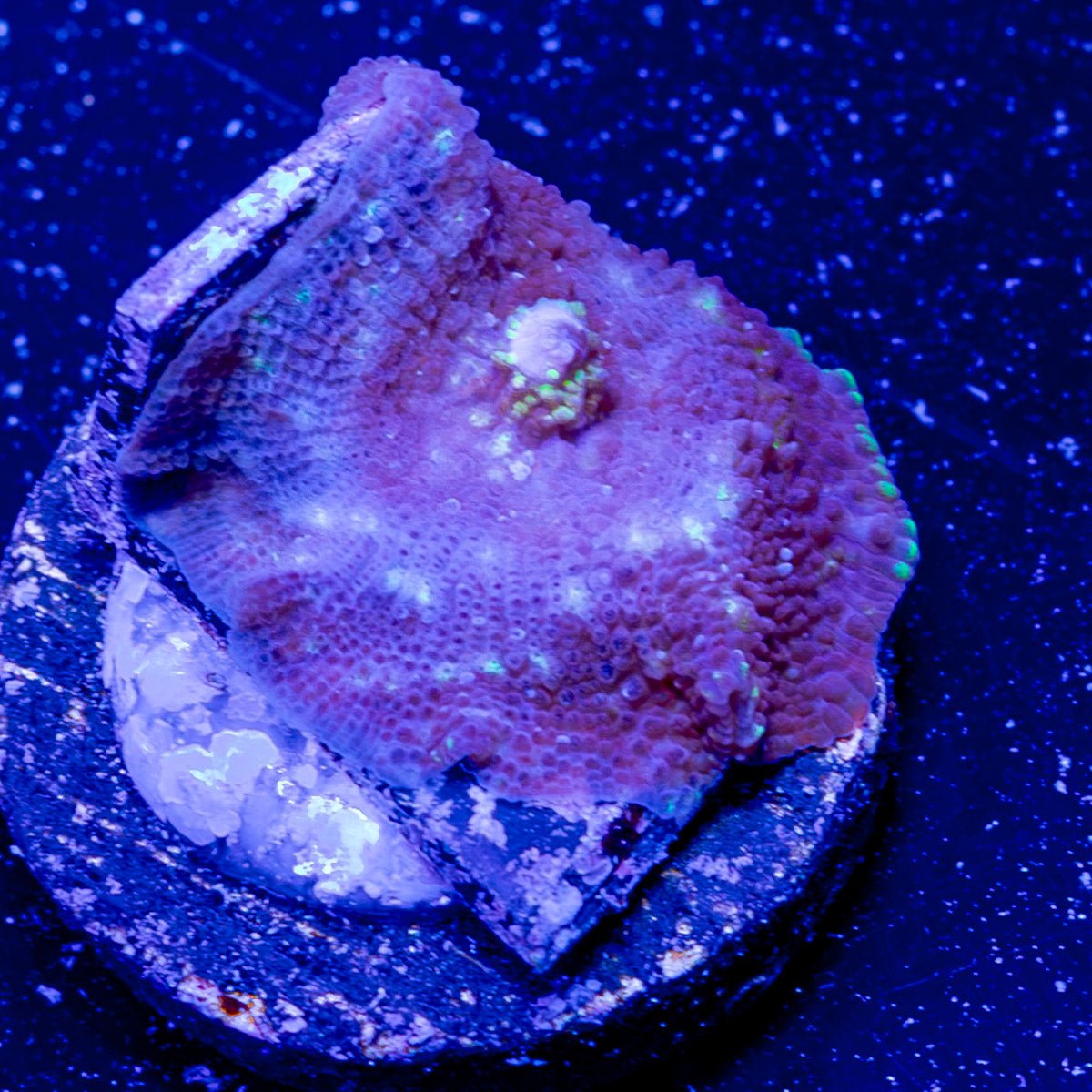 Purple Mushroom - riptide aquaculture llc