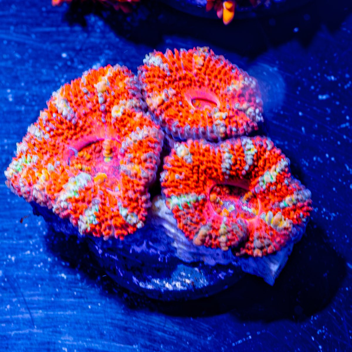 Acan / Micromussa - riptide aquaculture llc