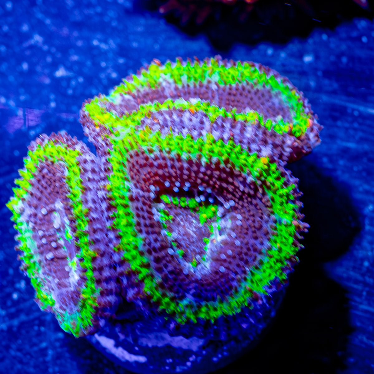 Acan / Micromussa - riptide aquaculture llc