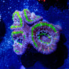 Acan / Micromussa - riptide aquaculture llc