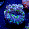 Acan / Micromussa - riptide aquaculture llc