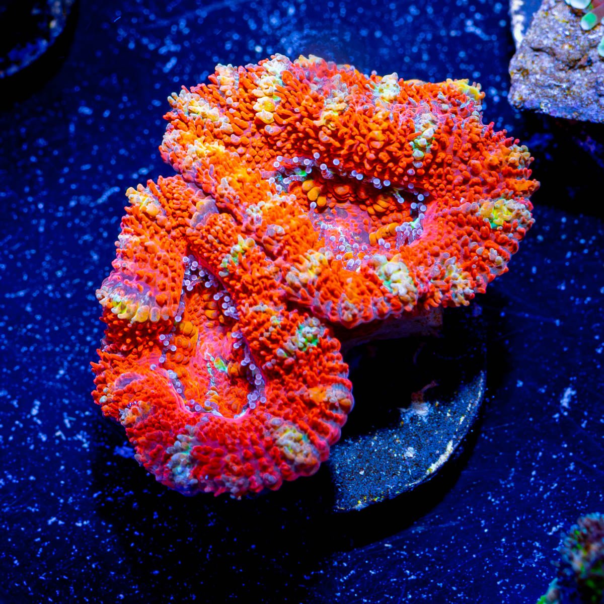 Acan / Micromussa - riptide aquaculture llc