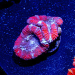 Acan / Micromussa - riptide aquaculture llc