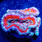 Acan / Micromussa - riptide aquaculture llc