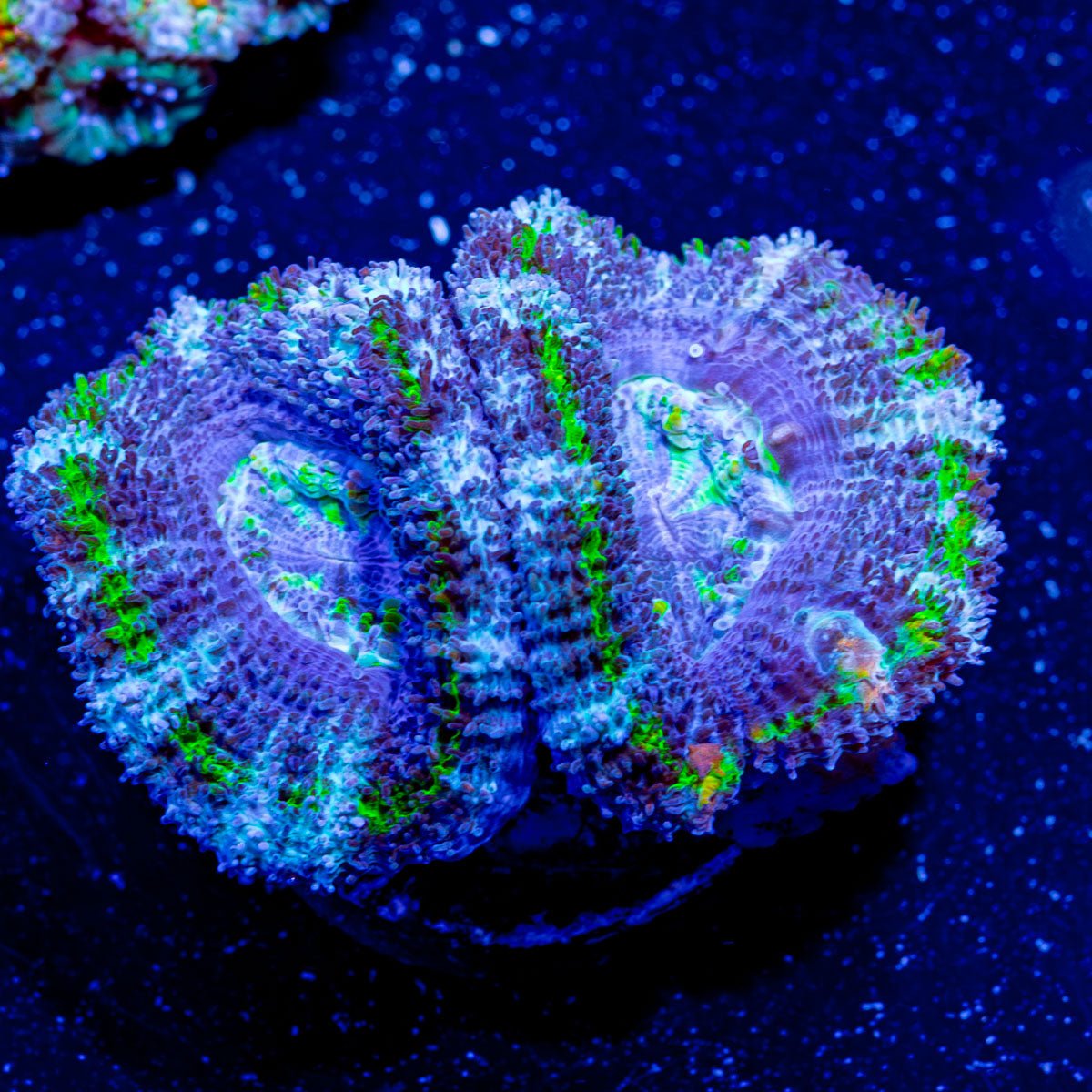 Acan / Micromussa - riptide aquaculture llc