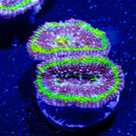 Acan / Micromussa - riptide aquaculture llc