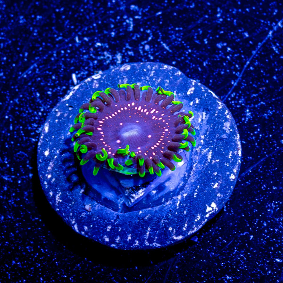 Psychosis Zoanthid - riptide aquaculture llc