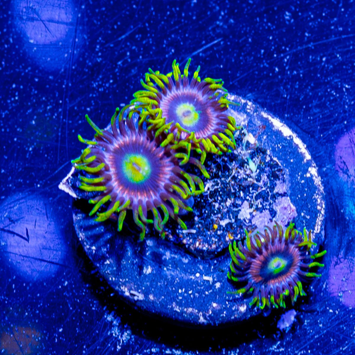 Major Laser Zoanthid - riptide aquaculture llc