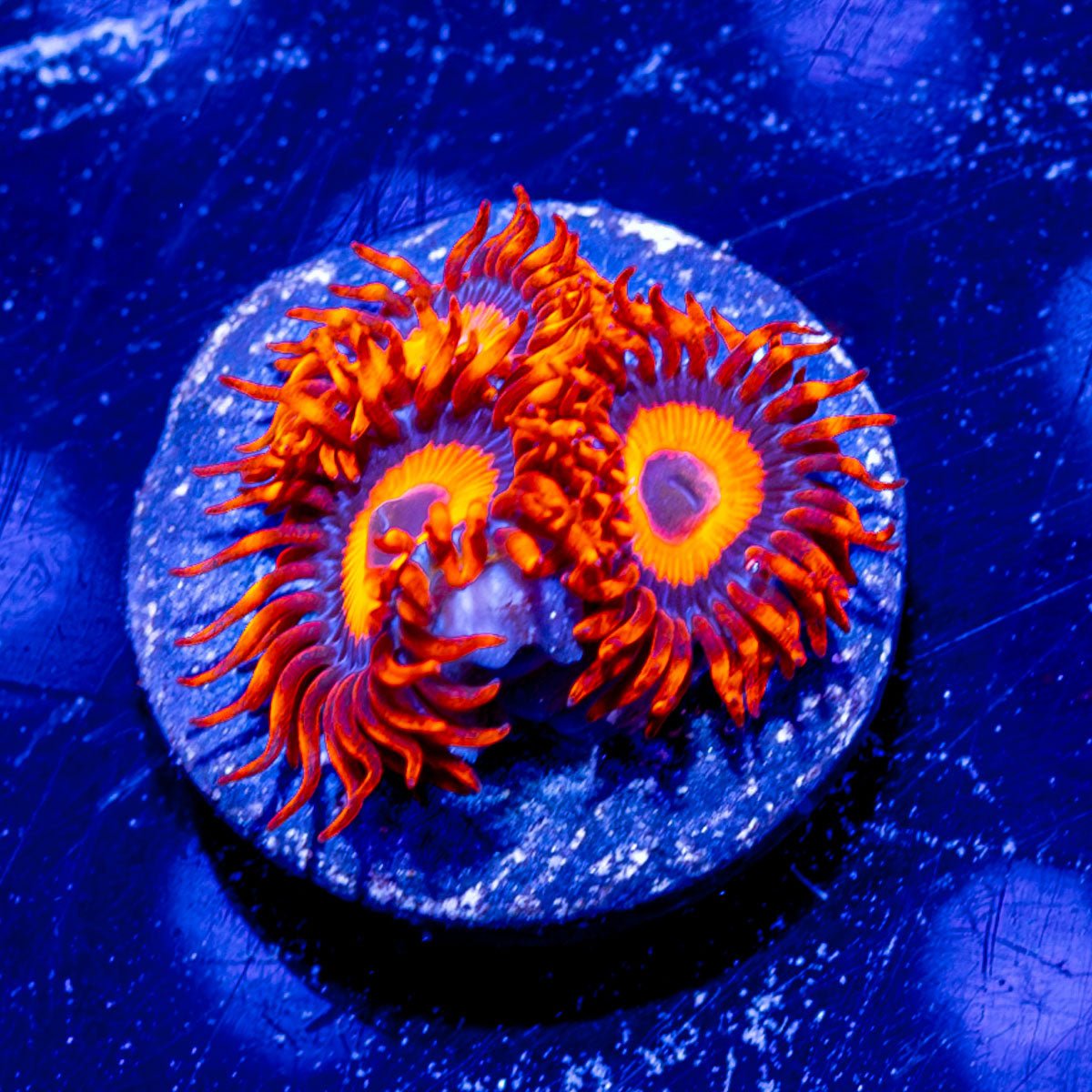 Safe Cracker Zoanthid - riptide aquaculture llc