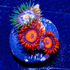 Safe Cracker Dasiy Cutter Zoanthid - riptide aquaculture llc