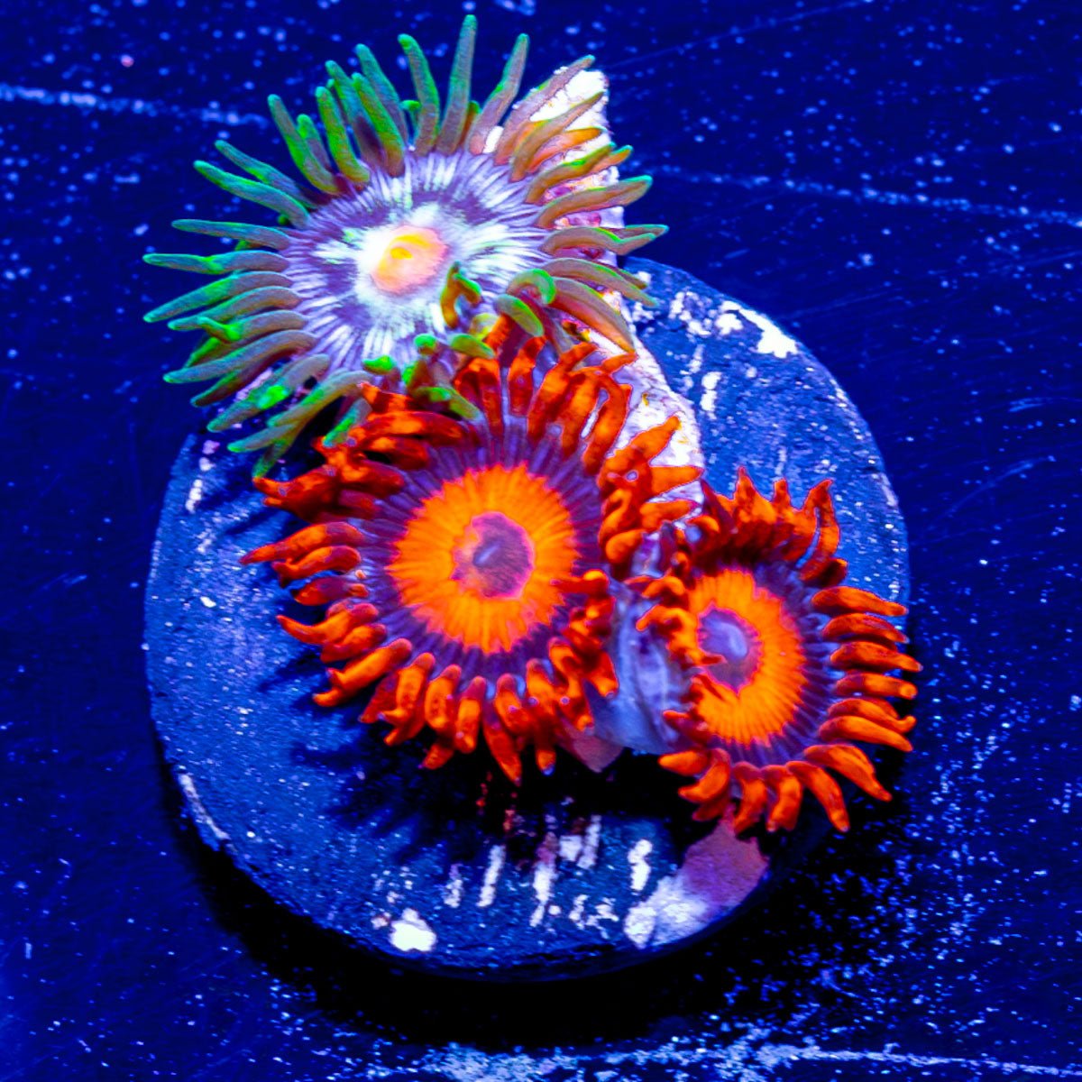 Safe Cracker Dasiy Cutter Zoanthid - riptide aquaculture llc