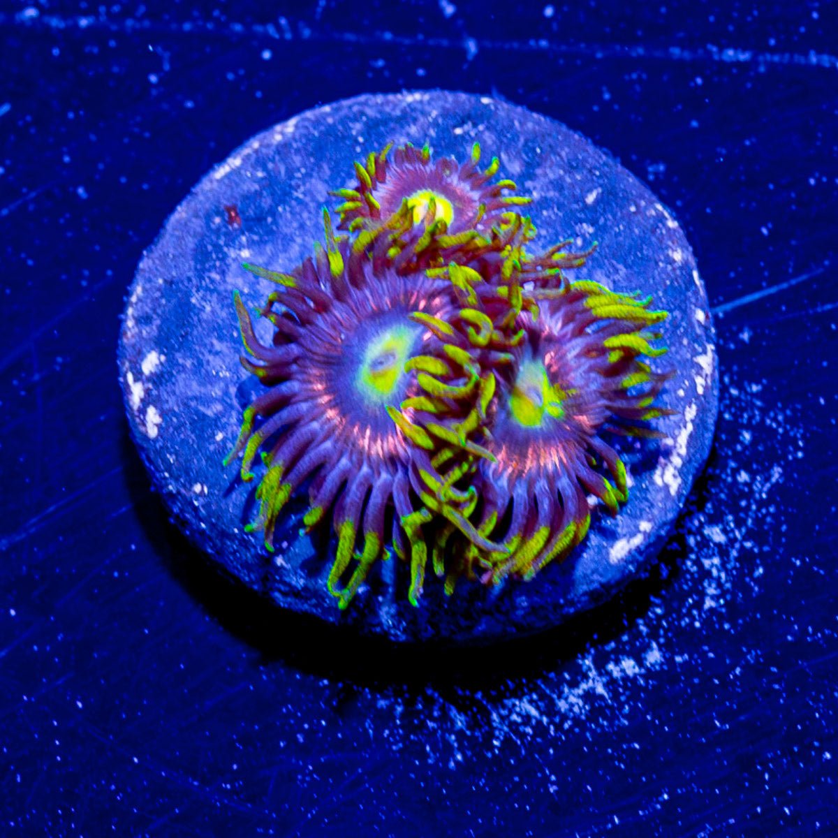 Major Laser Zoanthid - riptide aquaculture llc