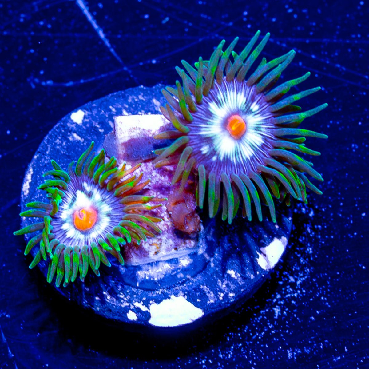 Dasiy Cutter Zoanthid - riptide aquaculture llc