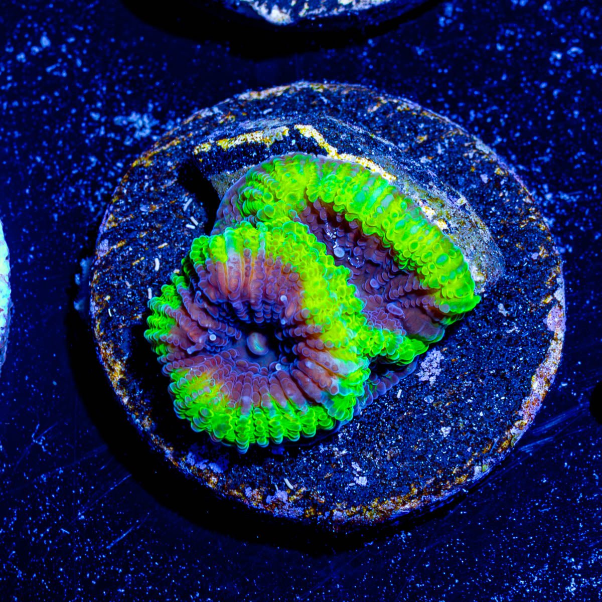 Green Lantern Favia - riptide aquaculture llc