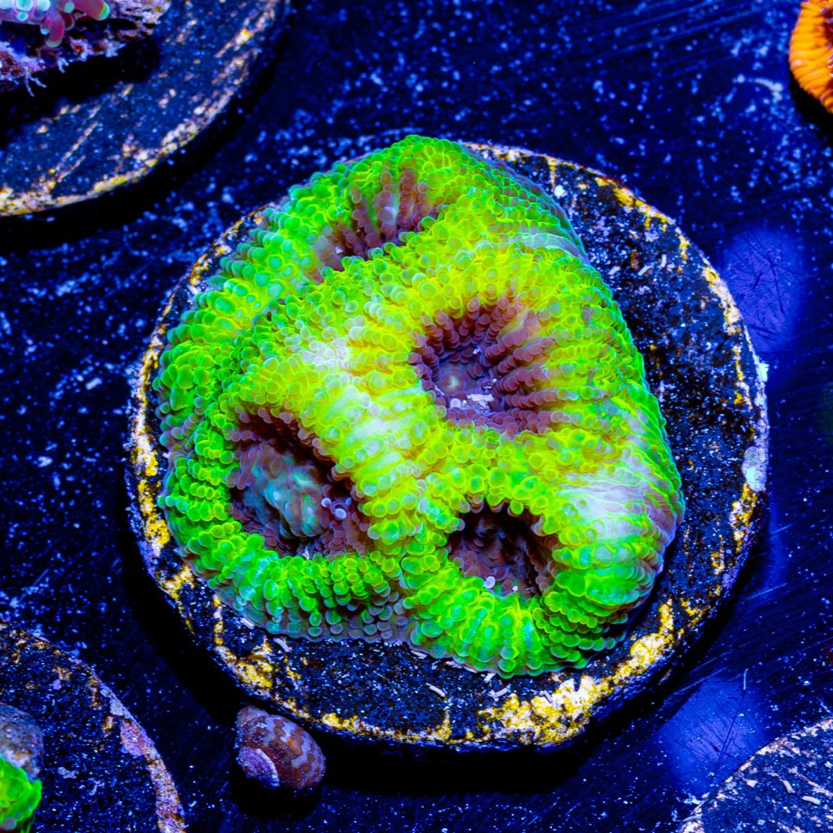 Green Lantern Favia - riptide aquaculture llc