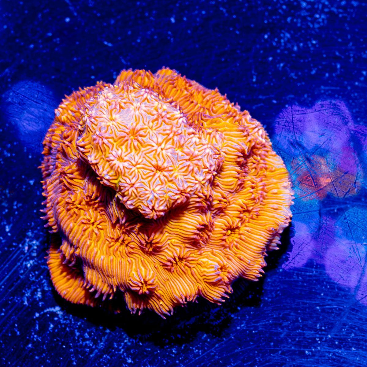 Orange Pavona - riptide aquaculture llc