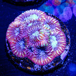 Dumbo Favia - riptide aquaculture llc