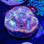 Dumbo Favia - riptide aquaculture llc