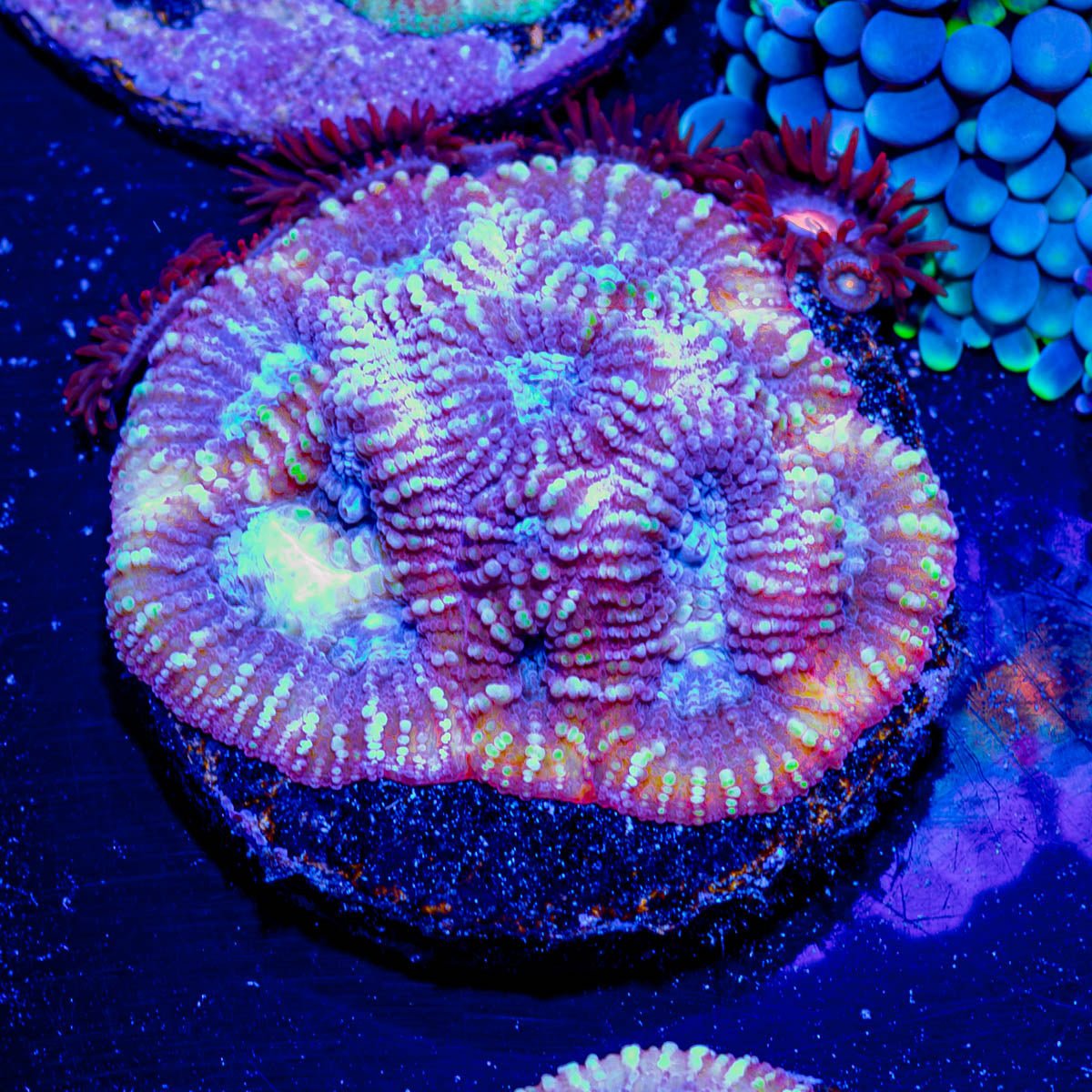 Dumbo Favia - riptide aquaculture llc