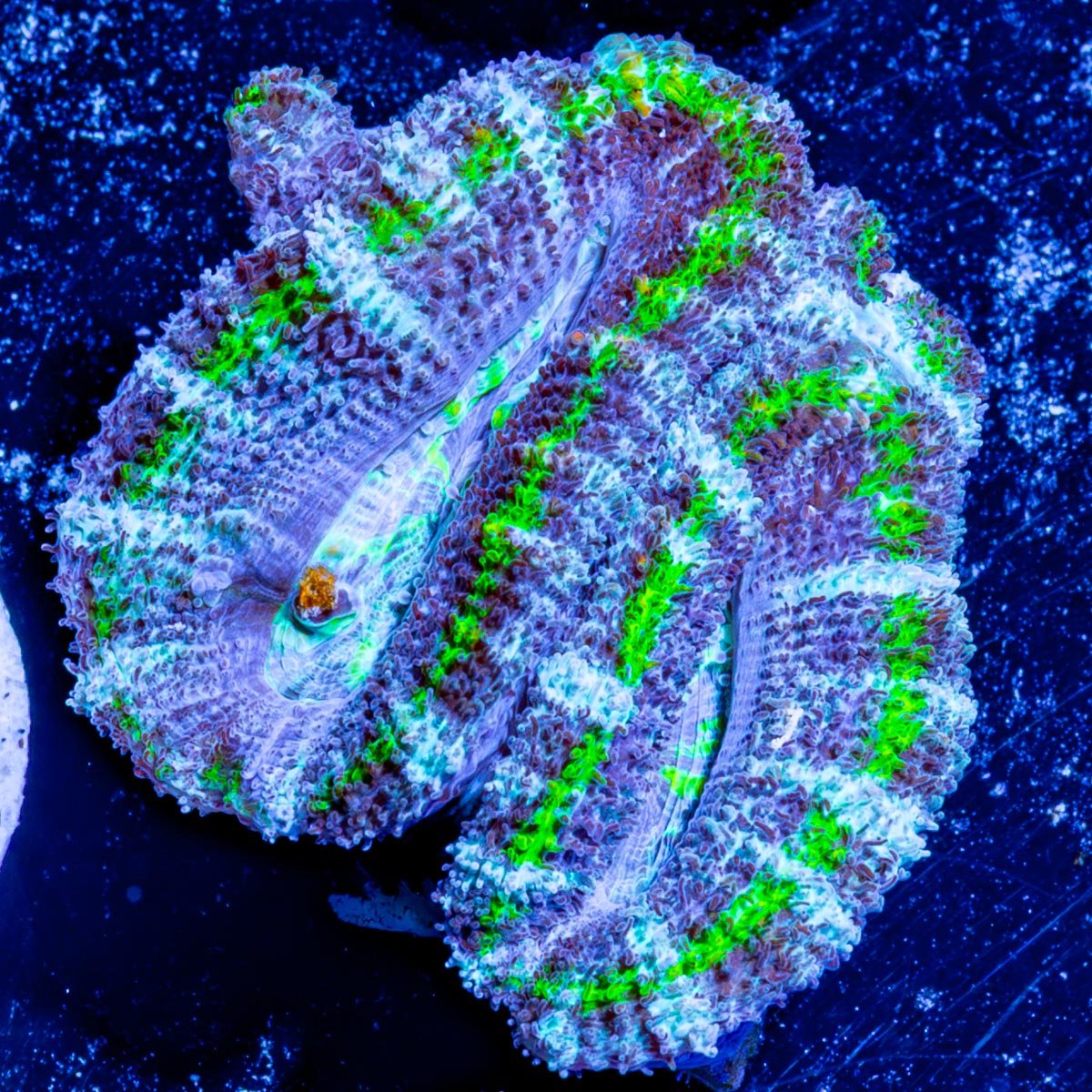 Micromussa Acan - riptide aquaculture llc