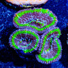 Micromussa Acan - riptide aquaculture llc