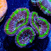 Micromussa Acan - riptide aquaculture llc