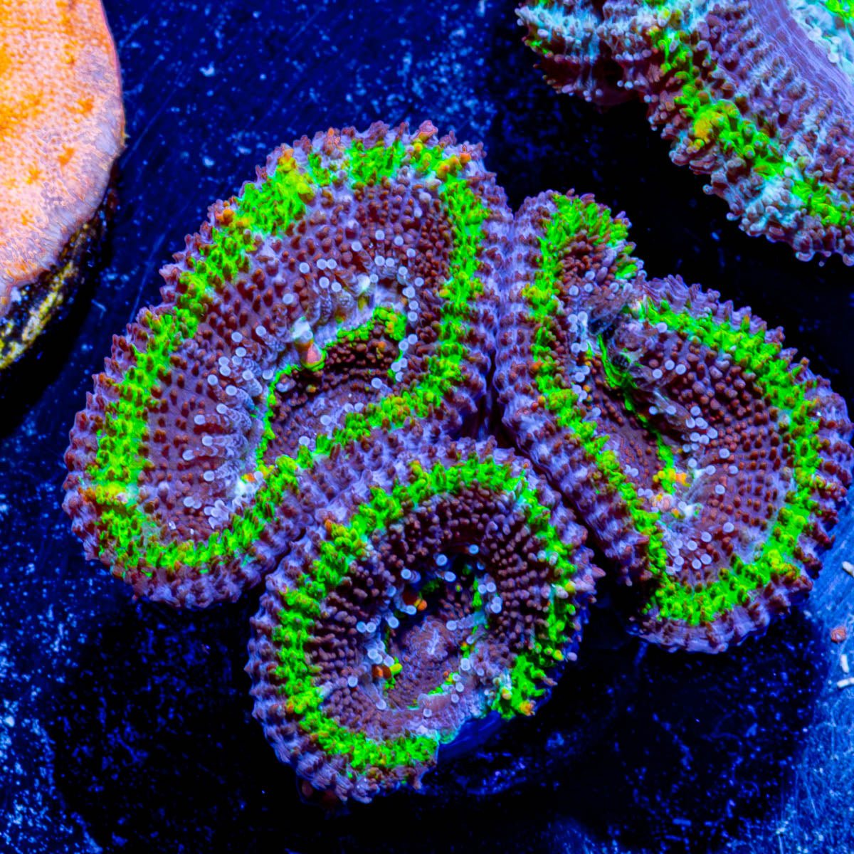 Micromussa Acan 