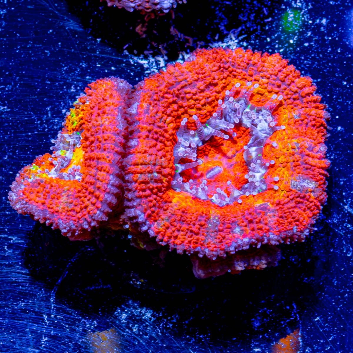 Micromussa Acan 