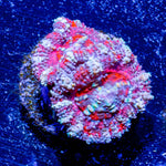 Micromussa Acan - riptide aquaculture llc