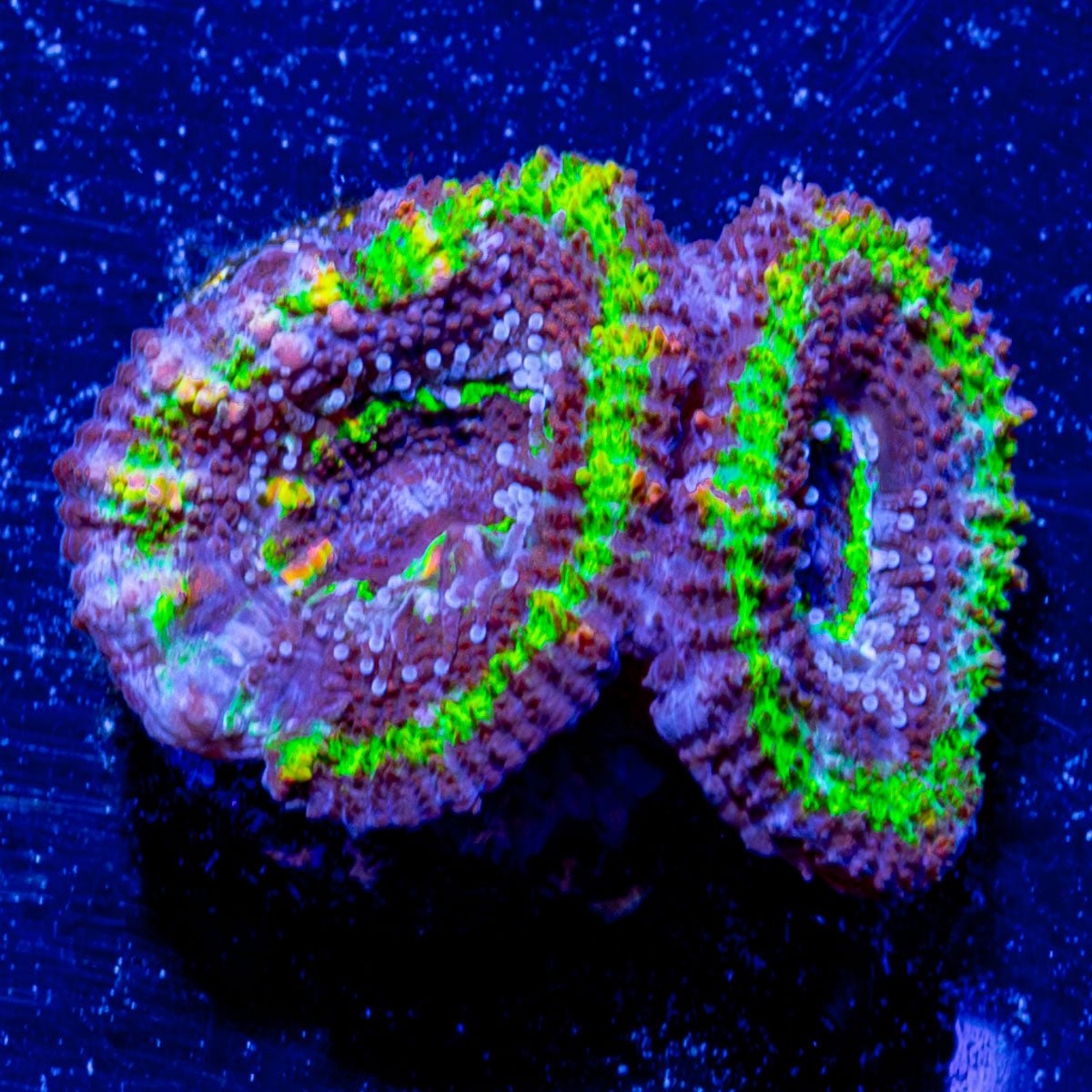 Micromussa Acan 