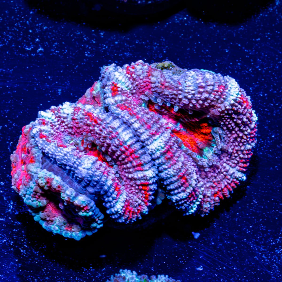 Micromussa Acan 