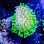 Neon Green ToadStool Leather - riptide aquaculture llc